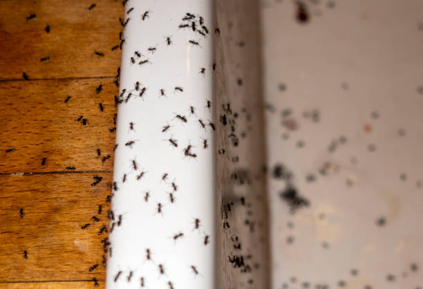Pest Control for Restaurants in Montclair, VA