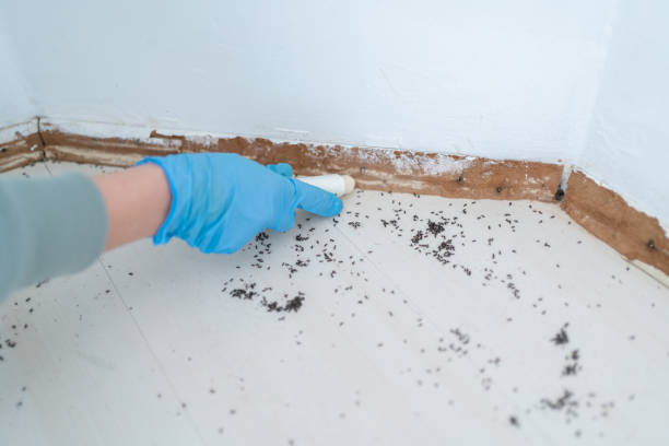 Best Residential Pest Control  in Montclair, VA